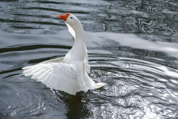水上舞芭蕾白鹅