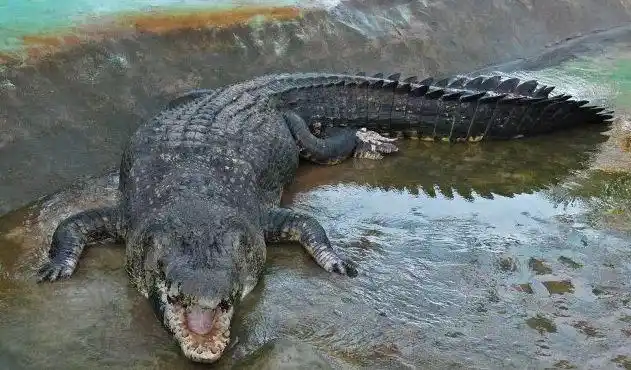 1,kalia(23英尺)这只鳄鱼堪称鳄鱼中巨无霸,经过研究人员初步测量得知