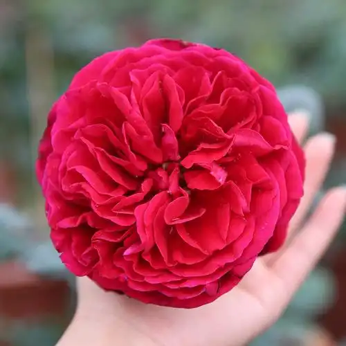 皇家胭脂alain souchon