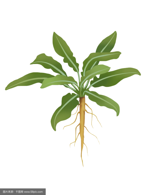 手绘板蓝根植物医疗