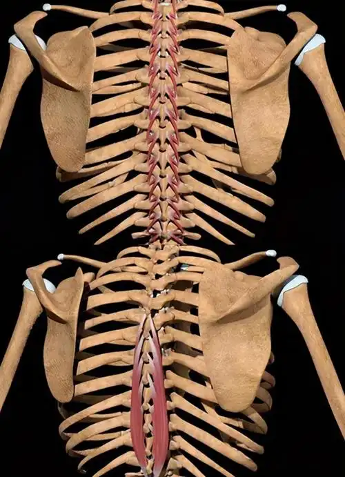 肩胛区域及后背疼是咋回事?不出意外,这6种可能性最大