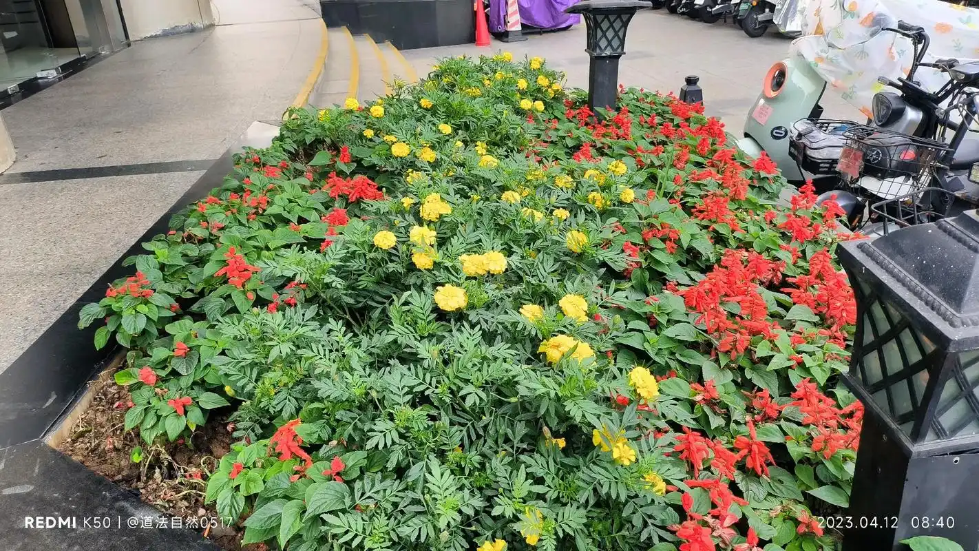 万寿菊 【别名】臭芙蓉,万寿灯,蜂窝菊,臭菊花,蝎子菊,金菊 - 抖音