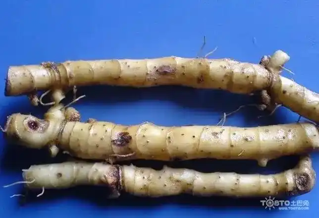 为百合科黄精属植物玉竹polygonatumo - 抖音