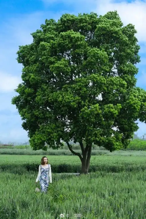 壁纸 树 690_1035 竖版 竖屏 手机