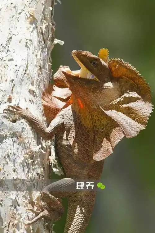 蜥蜴中有几种能直立奔跑的品种它是其中最知名的达尔文计划修订版伞蜥