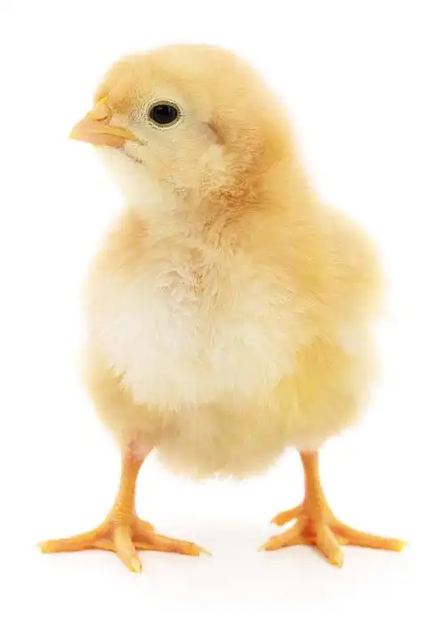 可爱的小鸡动物家禽高清图片