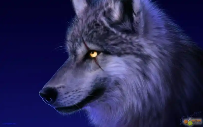 小刀说——因为我是狼!没有任何借口!