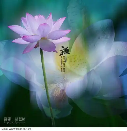 胡艺沛作品《禅荷之二《花开见佛》》