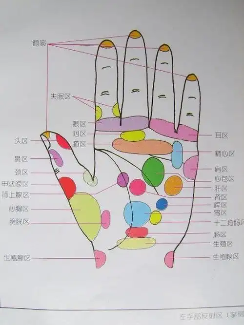 此为手部反射区图,食指和中指指根部为眼睛反射区,用左手按右手,右手