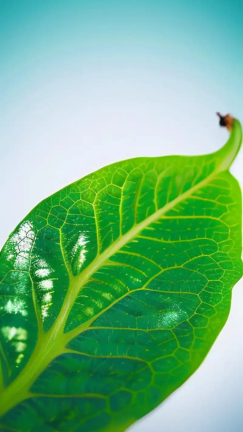 试试这些护眼绿叶背景吧!