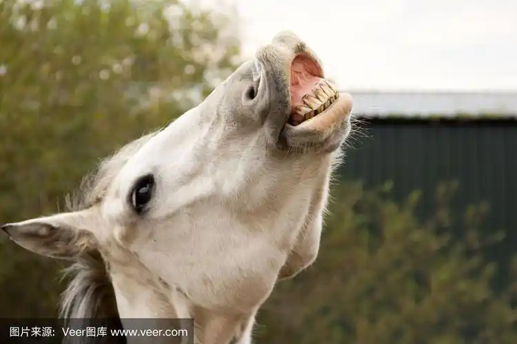 对着镜头笑一笑!-带着露齿笑容的马.
