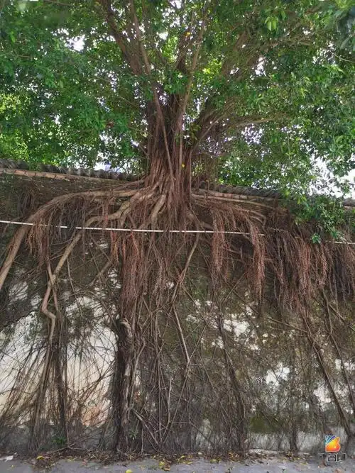 博白这面墙上竟然长了数棵参天大树!_根系
