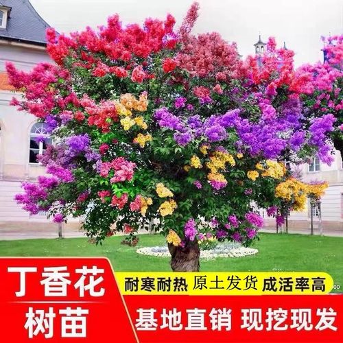 【丁香花树苗】紫色浓香花卉盆栽室内外庭院别墅绿化风景植物