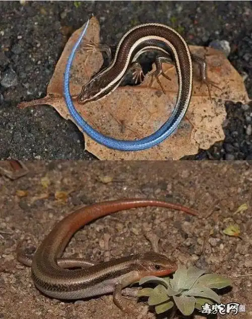 蜥蜴种类石龙子科品种大全图文解说