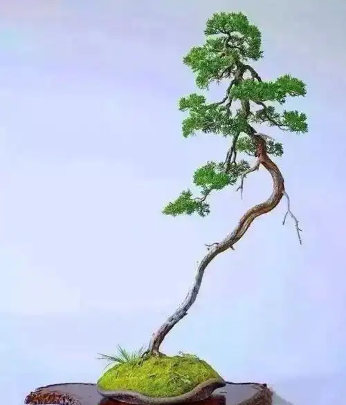 盆景赏析 - 美篇