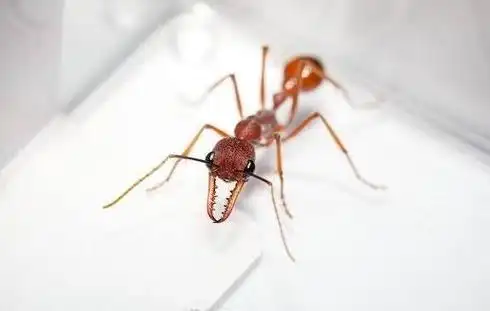 世界上最大的蚂蚁 公牛蚁长达3.7厘米誉为蚁界巨_谋历史网