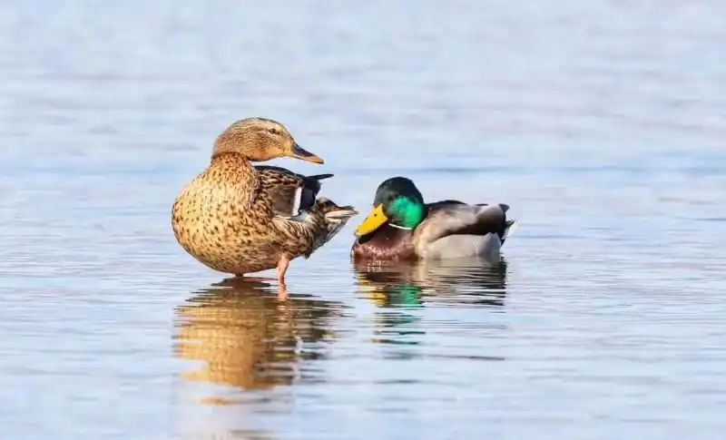 绿头鸭宝宝   蔡庆彪/摄   ▲绿头鸭(左雌右雄)   段红莲/摄