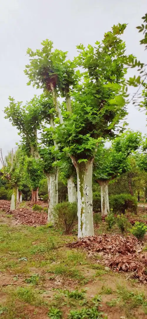 法桐树下结情缘