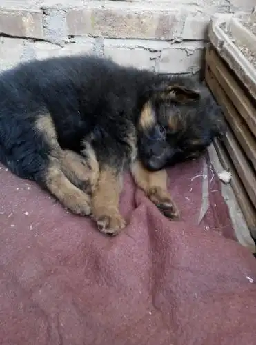 小狼狗应喂些什么