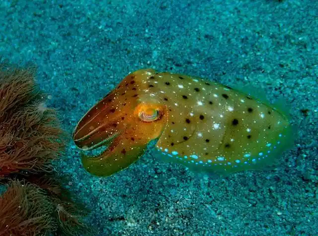 分享潜水时拍下不同品种的墨鱼