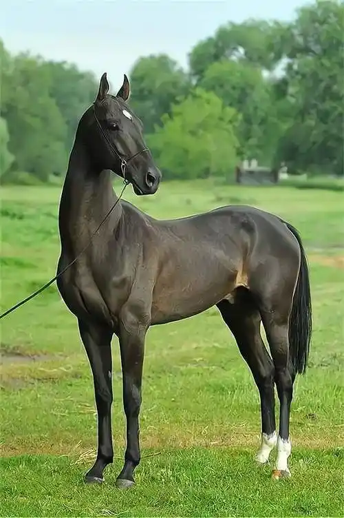 天马之战大汉帝国在西域构建政治秩序的转折点