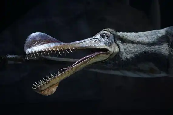 鸟脚龙欧洲大型翼龙翼展达12米头部占到体长一半