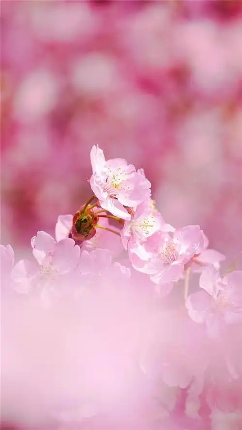 粉色桃花唯美风景高清手机壁纸图片