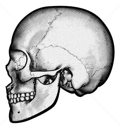 商业照片: 头骨 · 轮廓 ·画· 侧面图 · 复古 · 复古