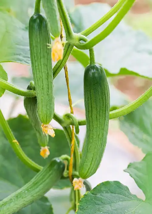 水果黄瓜 基地自产 5斤_水 果专区_正义田头菜市欢迎您 -