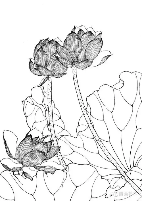 请收好这一组高清白描荷花画稿
