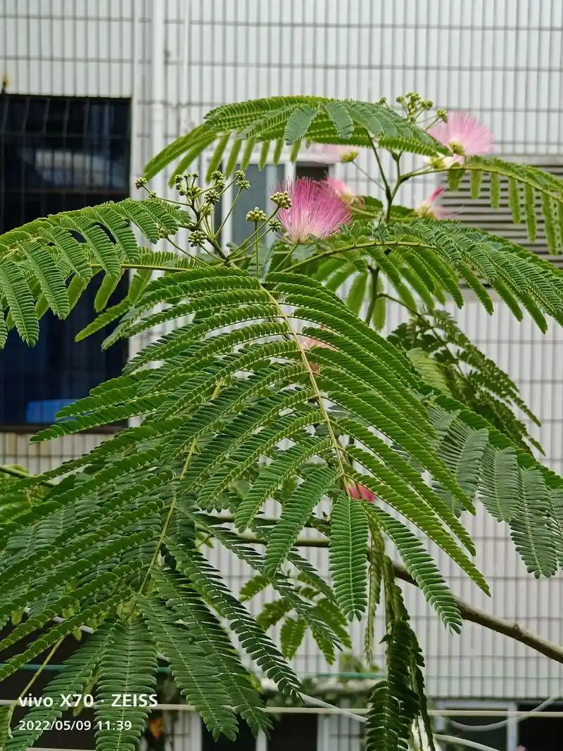 种了4年凤凰树终于开花了!兰花楹 - 抖音