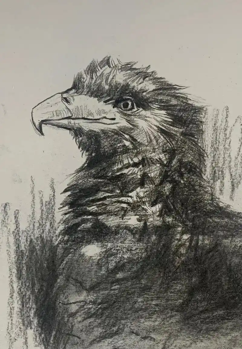 很普通画了两个小鸟#美术生 #画画 #素描 - 抖音