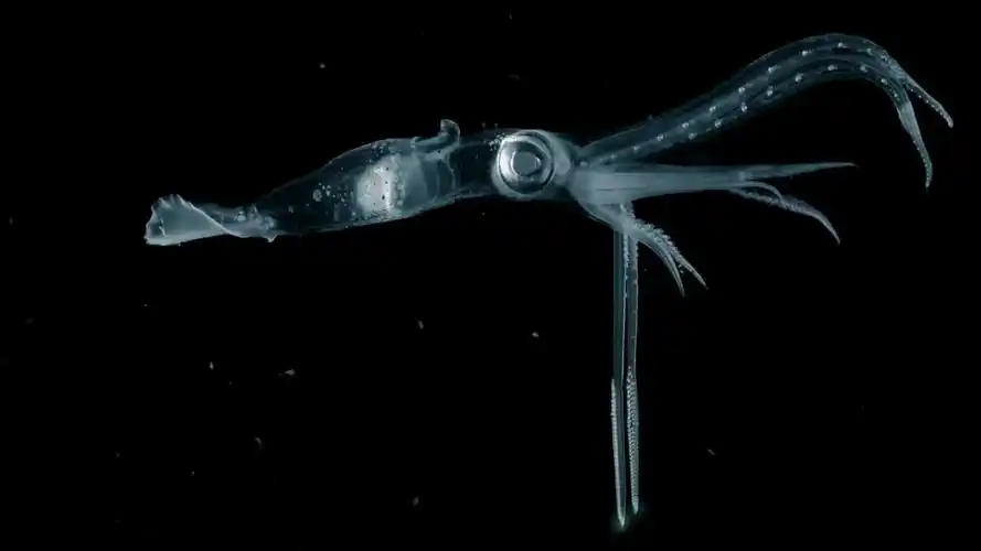 元帅手乌贼 瓜水母 ――――――――――――――――――――