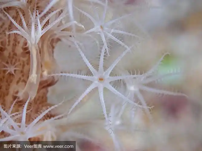 珊瑚虫的触须