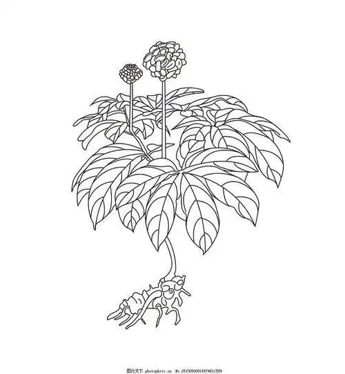 药草花的简笔画 简笔画图片大全-蒲城教育文学网