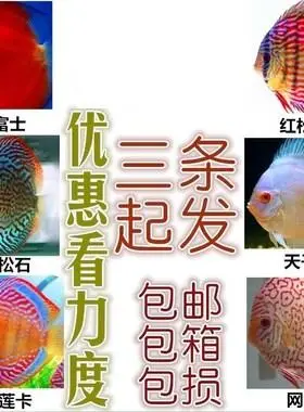 七彩神仙鱼  六条包邮  鱼苗2-3肉身老虎狗 活体 包邮包损耗