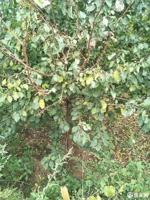 [凯特杏苗批发]凯特杏苗 精品杏树价格75元/棵 - 惠农网