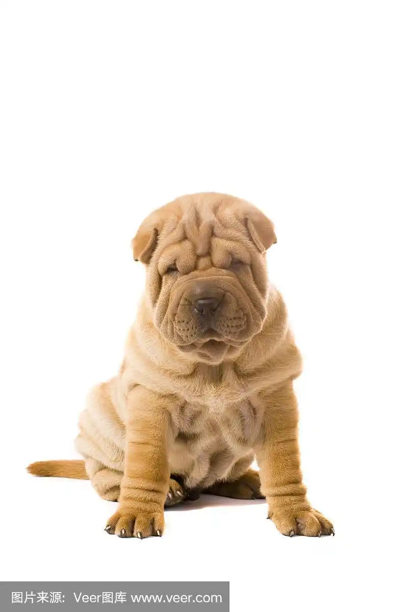 狗,沙皮狗,可爱的,纯种犬,背景分离