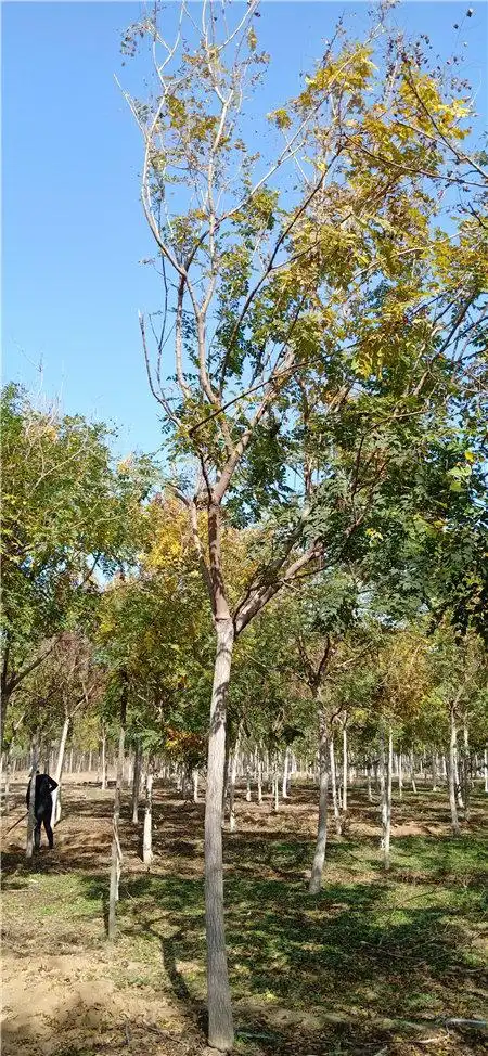 栾树不仅观赏价值高,它的经济价值也是数一数二的 ,它的树干是一种