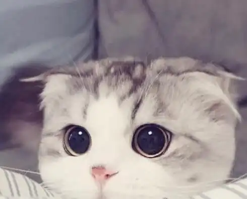 世界十大最贵的猫咪阿什拉猫排第一售价61万波斯猫仅第五2