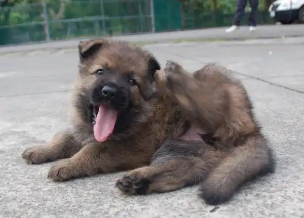 穿警犬制服戴麋鹿角一脸无辜