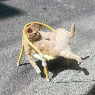 近期的沙雕小动物头像_微信头像_我要个性网