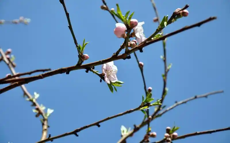 清新自然的春日植物风景桌面壁纸下载