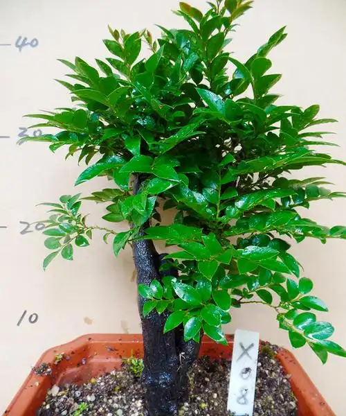 名贵小叶紫檀盆景植物室内紫檀树树桩盆栽花卉客厅桌面绿植办公室