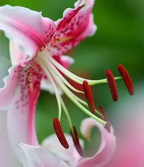 今天农历8月16,送你漂亮百合花,美极了!愿你和和美美,幸福平安