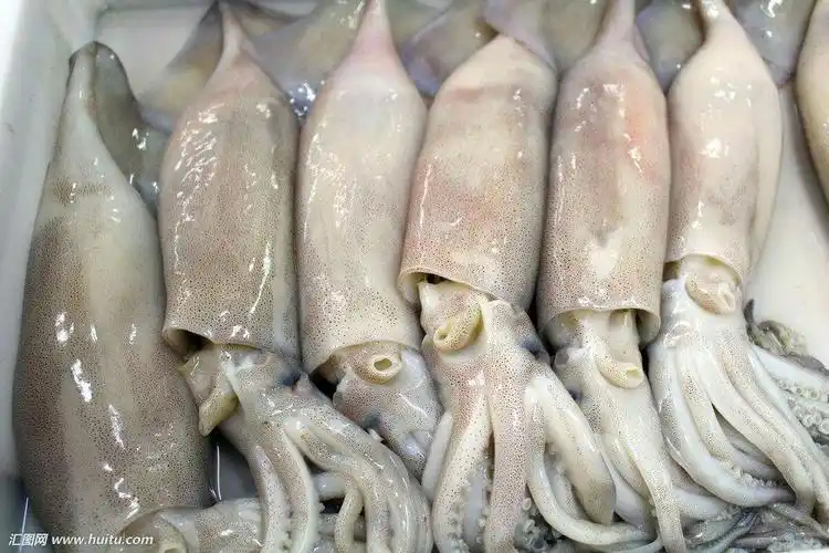 本店所用的鱿鱼都来自阿根廷深海.