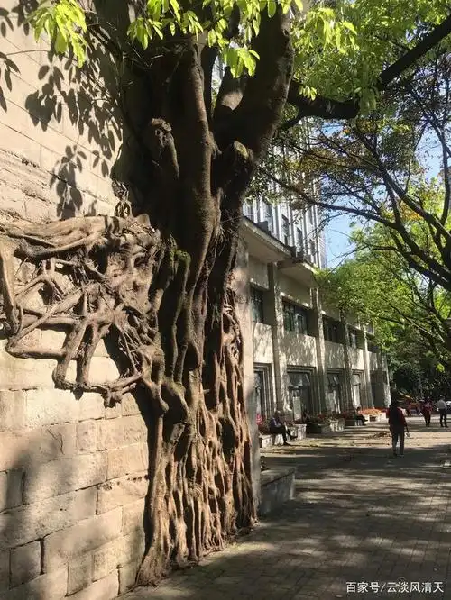 中山四路,重庆最美的一条街