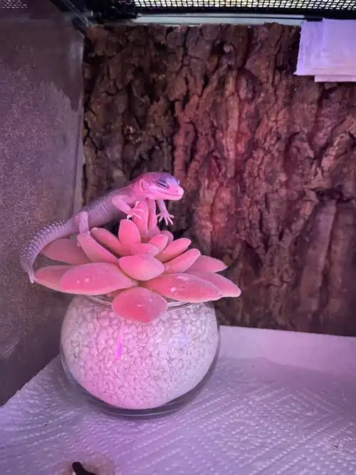 在这里睡觉很舒服嘛#豹纹守宫  #银河守宫