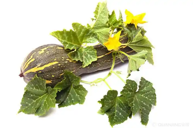 南瓜图片_图片大全