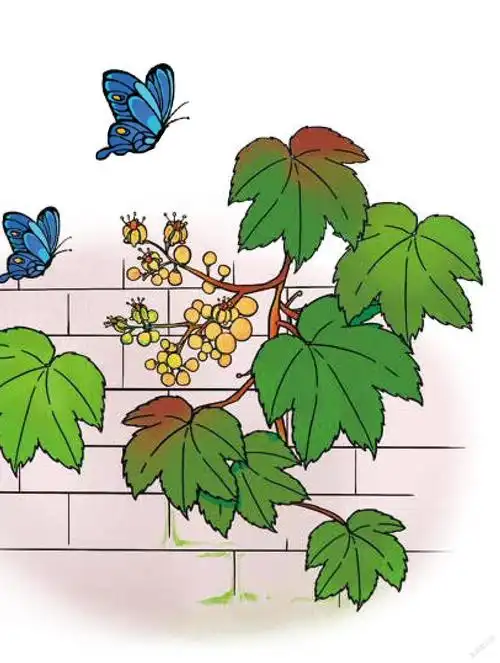 爬山虎结出了小葡萄